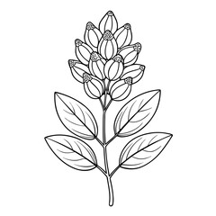 line art zanthoxylum simulans vector illustration 