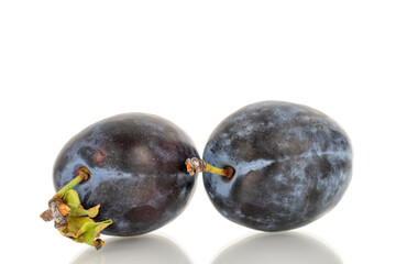 Juicy sweet black plums isolated on white background, close-up.