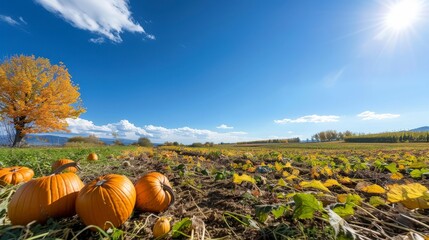 pumpkin on a field autumn scene featuring three pumpkins and fallen leaves arranged on a wooden surface