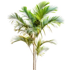 A vibrant palm tree against a white background.  Healthy, lush green fronds radiate from a central trunk.  Two visible, light-colored trunks