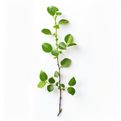 A slender, light brown stem with vibrant green leaves, arranged vertically against a plain white background
