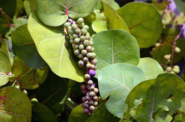 green grapes soon to ripen on vine growing wild in shrubbery on the shores of Biscayne Bay in Miami Beach,Florida