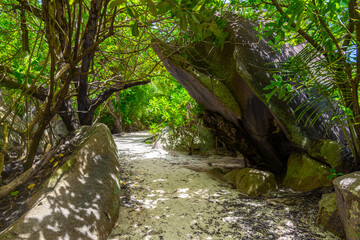 Fototapeta premium Path to the beach under tropical vegetation in Seychelles
