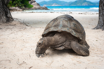 Close view of a giant tortoise in a tropical beach