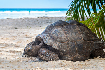 Close up of a giant tortoise on a tropical beach