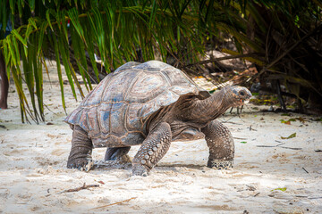 Giant tortoise on a tropical beach