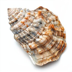 Obraz premium Detailed close-up of a sea shell
