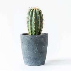 A small, green cactus in a gray speckled pot against a white background