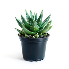 Small succulent in dark pot against white