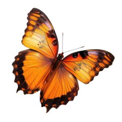 Close-up of a vibrant orange and brown butterfly, wings outstretched, against a white background