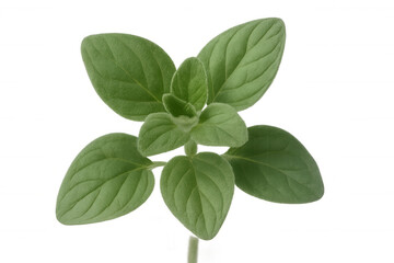 Obraz premium Vibrant oregano sprig highlighting intricate green leaves and slender stem on clean white backdrop