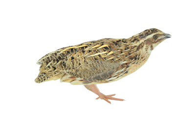 Quail Bird (Coturnix coturnix) Isolated on a White Background with Copy Text Space. Small Game Bird Element for Wildlife Posters, Farm Themes, and Nature-Inspired Designs. PNG File
