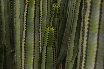 Canary Island Spurge (Euphorbia canariensis) in Natural Habitat