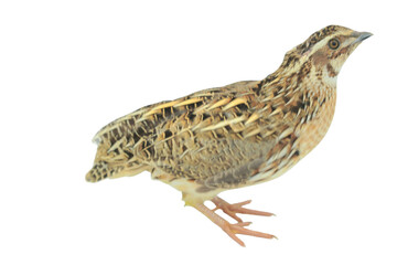 Quail Bird (Coturnix coturnix) Isolated on a White Background with Copy Text Space. Small Game Bird Element for Wildlife Posters, Farm Themes, and Nature-Inspired Designs. PNG File