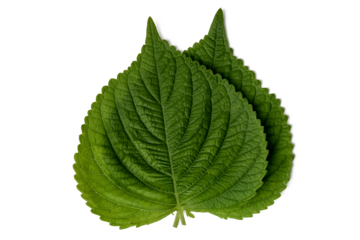 Photo of Korean sesame leaves taken with a high-resolution camera on a white background.