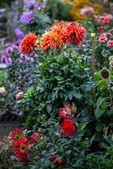 Dahlias growing in floral diversity within botanical garden or park. Nature palette, seasonal beauty, landscape ornamental plants