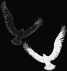 two raven sketches isolated on black background