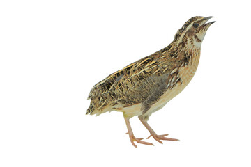Quail Bird (Coturnix coturnix) Isolated on a White Background with Copy Text Space. Small Game Bird Element for Wildlife Posters, Farm Themes, and Nature-Inspired Designs. PNG File