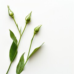 Three delicate white and green flower buds with leaves on a white background