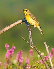 Fototapeta premium Yellow bird perched on a twig in a field
