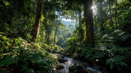 Obraz premium Lush rainforest canopy, sunlight streams through trees