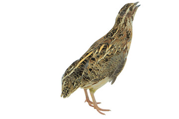 Quail Bird (Coturnix coturnix) Isolated on a White Background with Copy Text Space. Small Game Bird Element for Wildlife Posters, Farm Themes, and Nature-Inspired Designs. PNG File