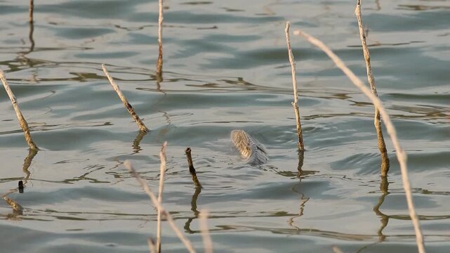 Aleta de pez carpa nadando en la superficie del lago, Beniarres, Espa&ntilde;a