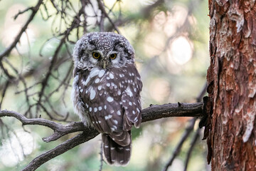 Boreal Owl - posing on a pine branch