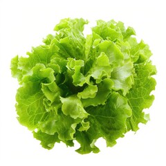 Fresh, vibrant green lettuce head against white background