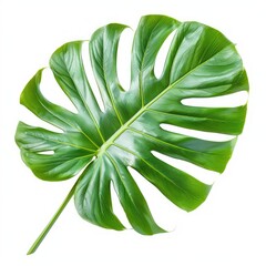 Vibrant, lush, tropical monstera leaf, isolated on white