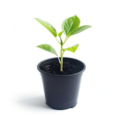 Small, vibrant green plant seedling in a black plastic pot, against a white background.  Healthy, young growth, showing new leaves and stem.  Simple, isolated image, focused on the seedling