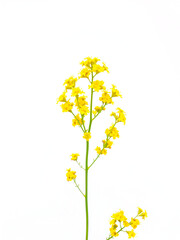 Yellow Bedstraw Blooms, White Background