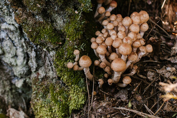 Honey mushrooms growing on mossy tree trunk in forest