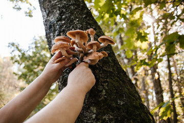 Mycologist picking mushrooms growing on tree in forest
