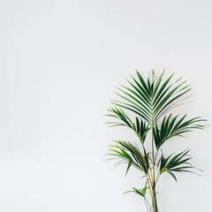 Single palm plant against a white wall