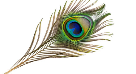 Close-up of a single peacock feather eye with vibrant iridescent blue and green plumage detail