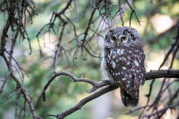Boreal Owl posing in the wild