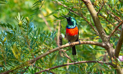 Adult male Greater double-collared sunbird (Cinnyris afer) perched in a sweetpea bush.