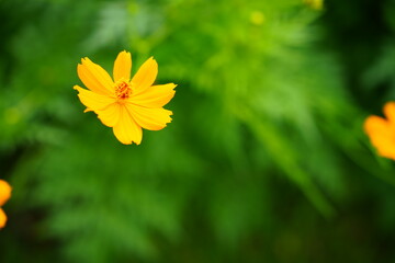 Golden cosmos and standing out