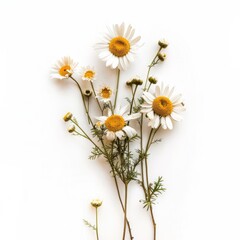 A cluster of white daisies with yellow centers, arranged on a white background.  Delicate stems and leaves are visible