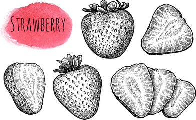 Strawberry ink sketch