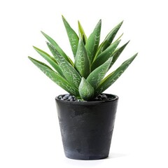 A potted agave plant, vibrant green leaves radiate from a dark grey pot, gravel visible at the base