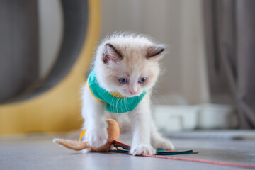 2 months old ragdoll kitten playing with a cat teaser. domestic cat