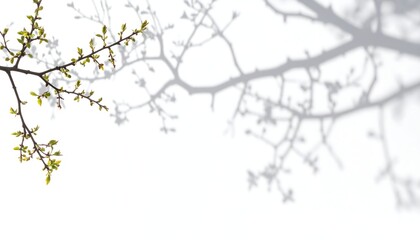 Obraz premium A delicate branch with fresh, light green buds against a stark white background, contrasted by the dark shadow of a larger tree branch