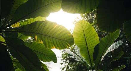 Green and yellow banana leaves with sunlight shining through, creating a vibrant and natural setting.