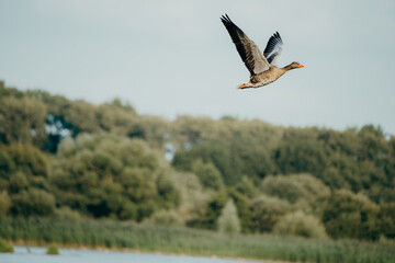 Portrait einer aufsteigenden Graugans (Anser anser), Rieselfelder Münster, Deutschland