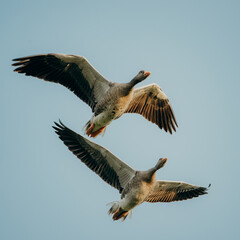 Close Up - Zwei Graugänse (Anser anser) im Flug, Rieselfelder Münster, Deutschland