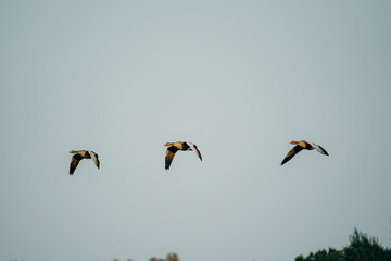 Drei Graugänse (Anser anser) im Flug, Rieselfelder Münster, Deutschland