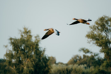 Zwei Graugänse (Anser anser) im Flug, Rieselfelder Münster, Deutschland