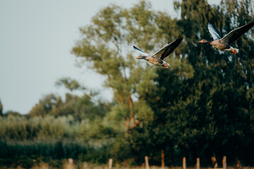 Zwei Graugänse (Anser anser) im Flug über eine Wiese, Rieselfelder, Münster, Deutschland